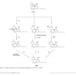 CBN and Cannabis Oil Extracts